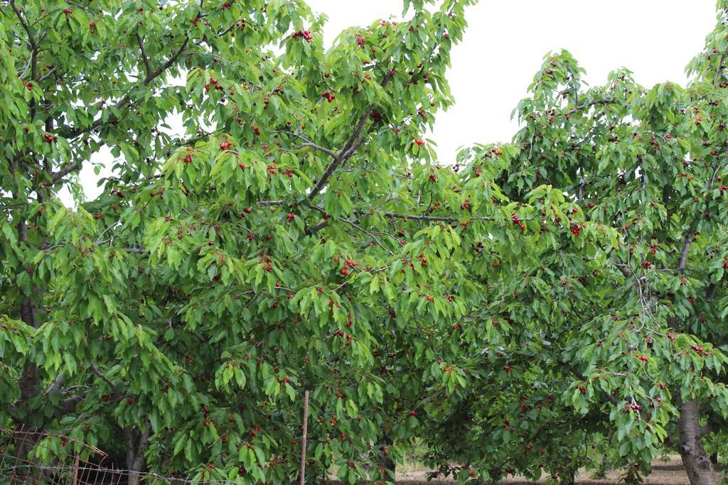 Elia Meronas Ngoại thất bức ảnh